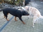 Hunde_55