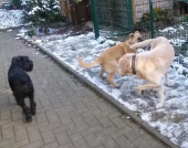 Hunde_56