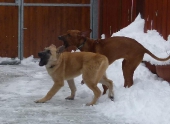hunde_5