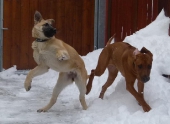 hunde_6