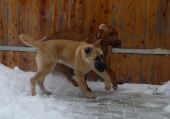 hunde_7