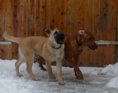 hunde_8