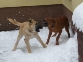 hunde_9