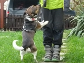 Hundebetreuung_1