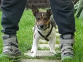 Hundebetreuung_2