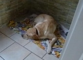 Hundebetreuung_3