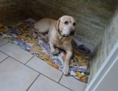 Hundebetreuung_4