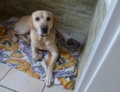 Hundebetreuung_5