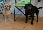 Hundebetreuung_6