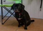 Hundebetreuung_7