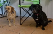 Hundebetreuung_8