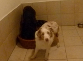 Hundebetreuung_9