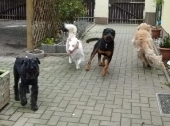 Hundepension_10