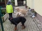 Hundepension_11