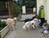 Hundepension_12