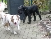 Hundepension_13