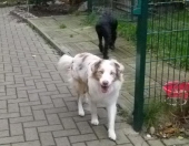Hundepension_14