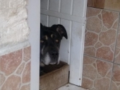 Hundepension_15