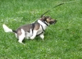 Hundepension_2