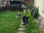 Hundepension_2