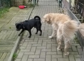 Hundepension_5