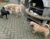 Hundepension_6