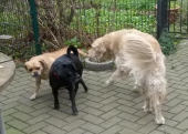 Hundepension_7