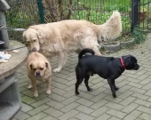 Hundepension_8