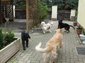 Hundepension_9