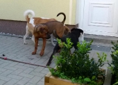 Pension_27
