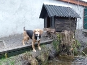Pension_1