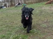 hunde_10