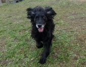 hunde_11