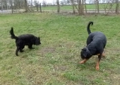 hunde_12