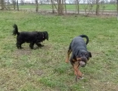 hunde_13