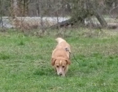 hunde_14