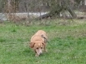 hunde_15