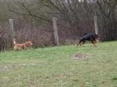 hunde_16
