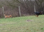 hunde_1