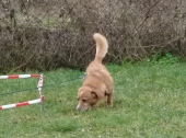 hunde_2
