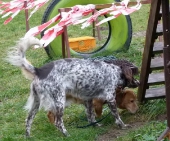 hunde_3