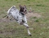 hunde_4