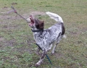 hunde_6