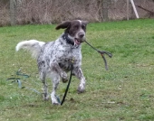 hunde_8
