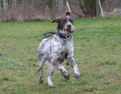 hunde_9