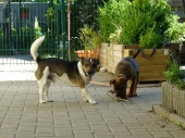 Pension_39