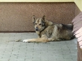 Pension_71