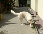 Pension_95