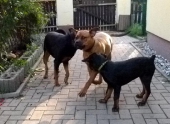 Pension_2