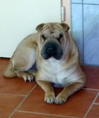 Pension_110
